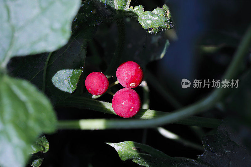 白色bryony Bryonia dioica成熟红色浆果